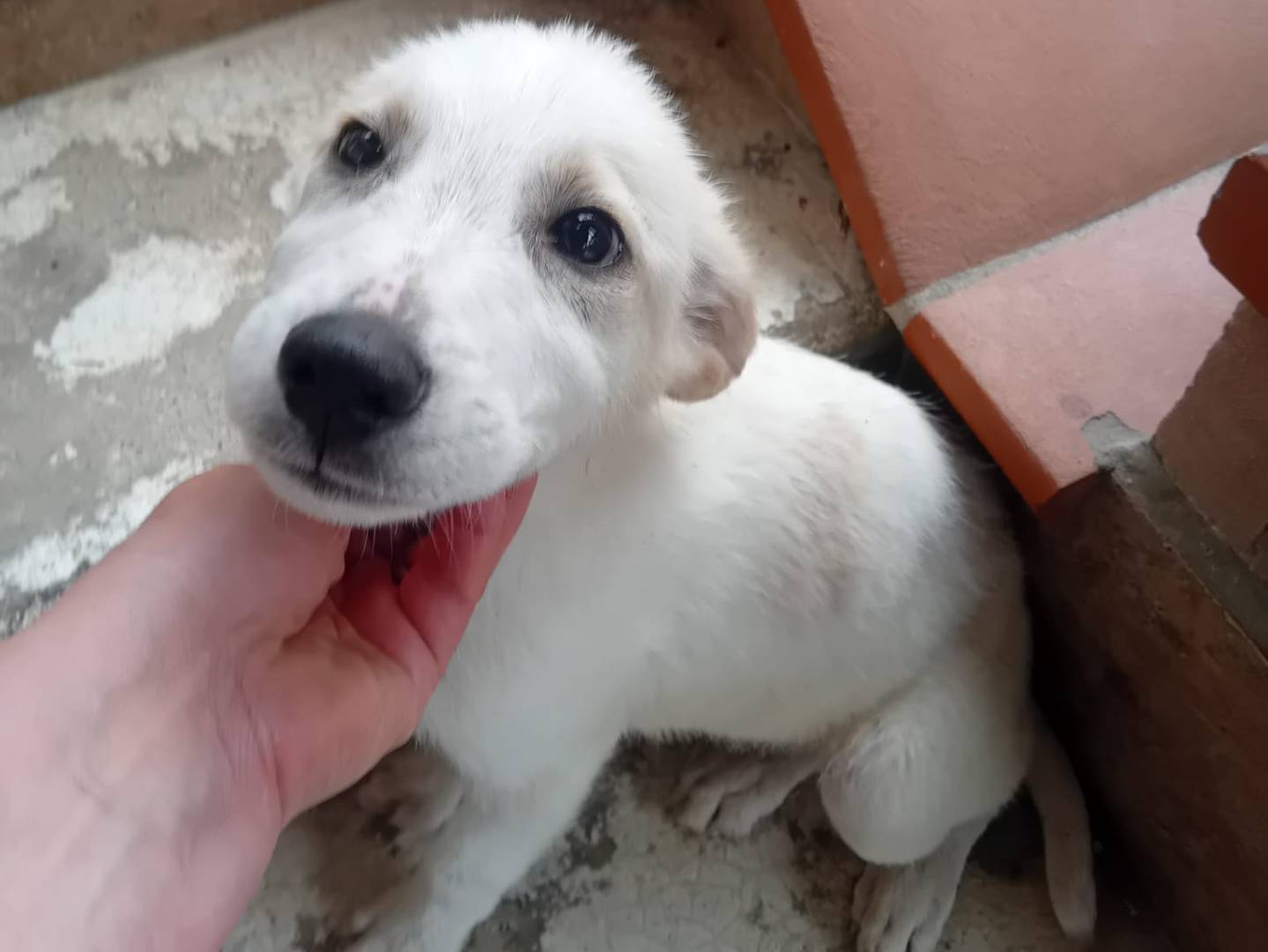 Adozione cane, maschio, Razza sconosciuta Razza sconosciuta, 4 mesi, taglia media, Frosinone