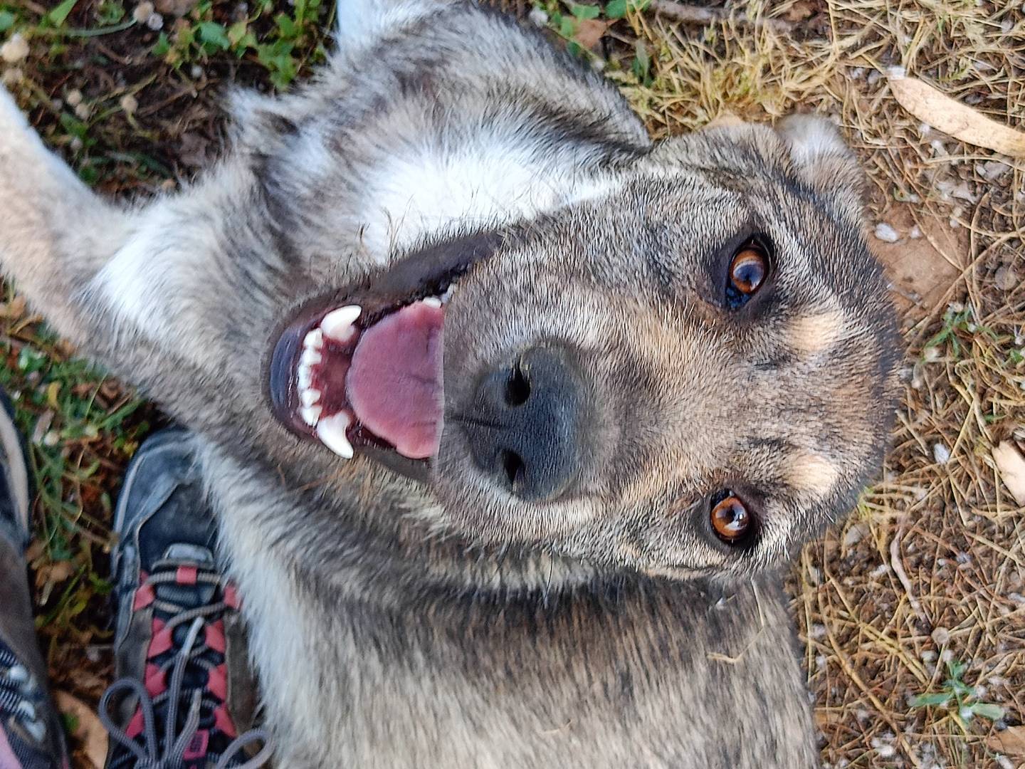 Adozione cane, maschio, Spinone Razza sconosciuta, 7 mesi, taglia media, Ragusa