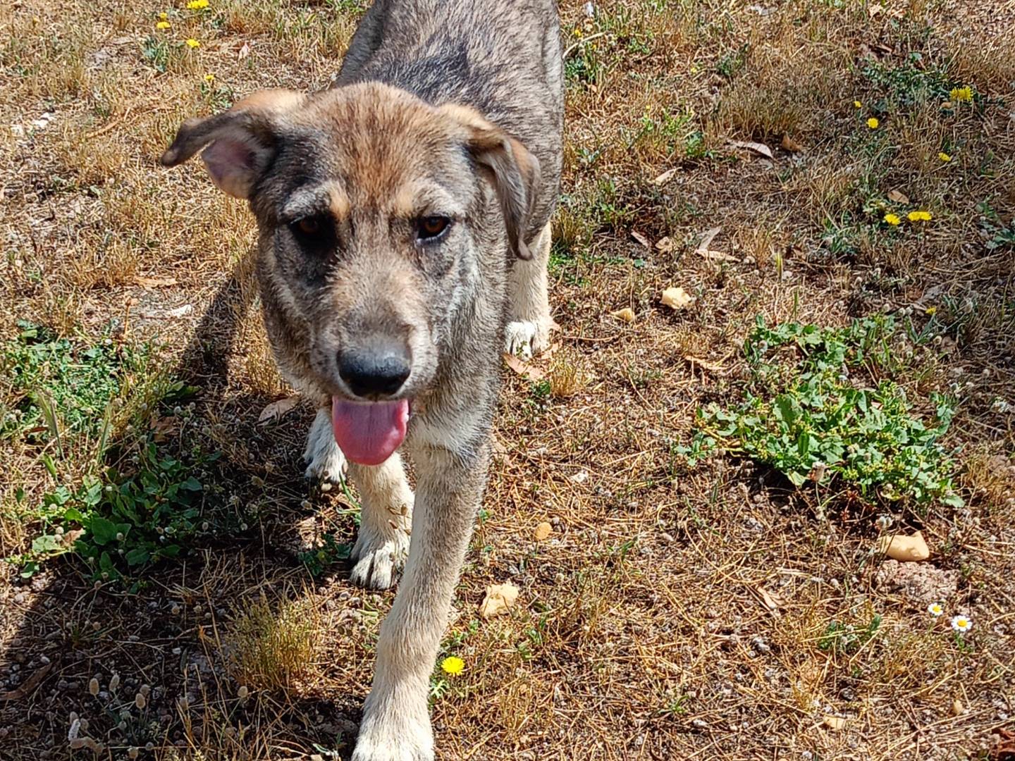 Adotta un cane, maschio, 7 mesi, Ragusa