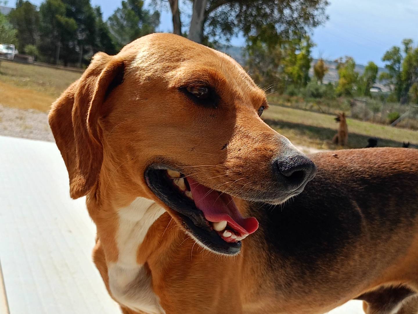 Adozione cane, maschio, Segugio Razza sconosciuta, 2 anni e 9 mesi, taglia media, Ragusa