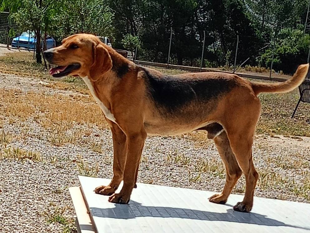 Adotta un cane, maschio, 2 anni e 9 mesi, Ragusa