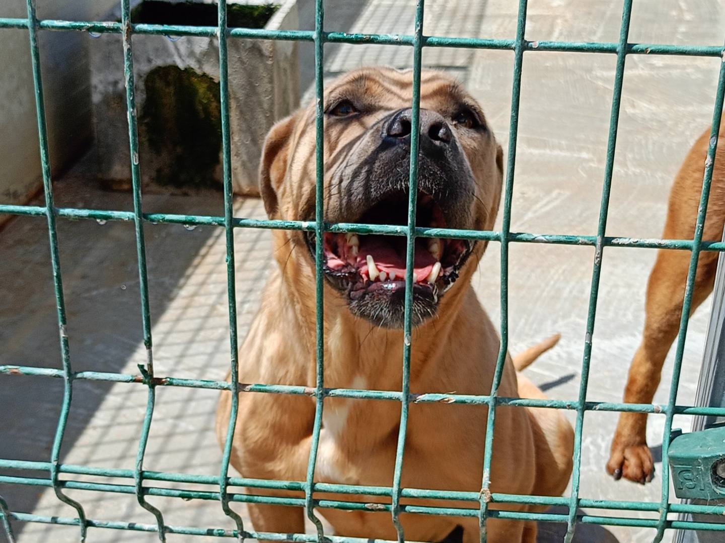 Adozione cane, femmina, Pitbull Corso, 3 anni e 6 mesi, taglia grande, Ragusa