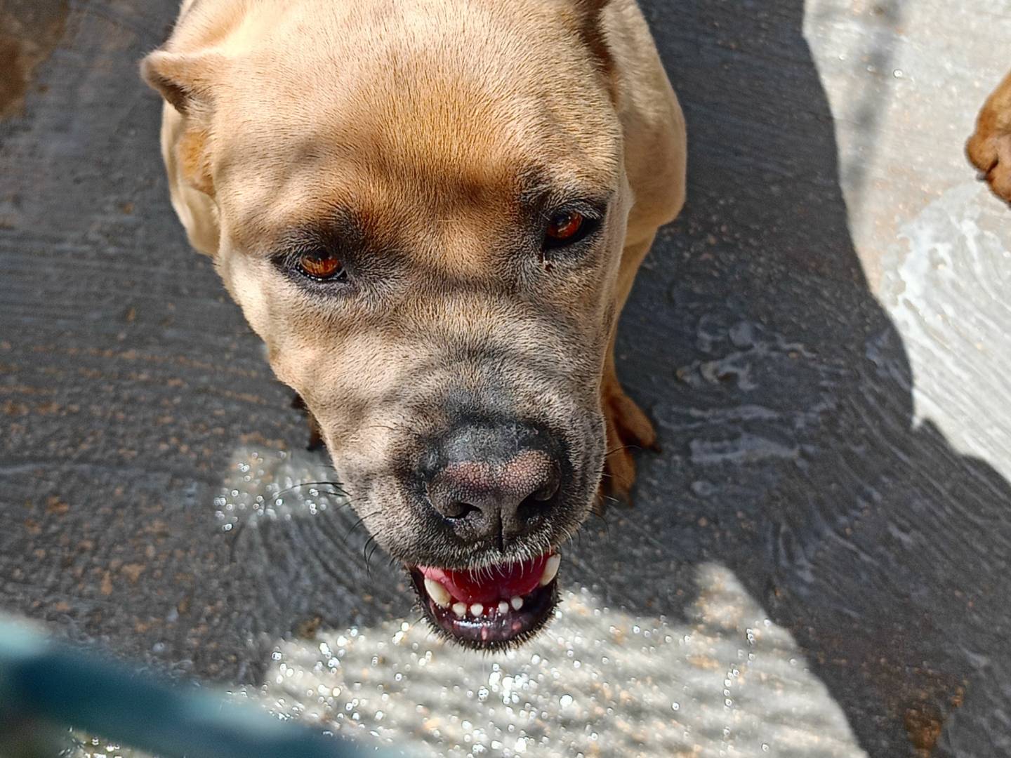 Adotta un cane, taglia grande, femmina, Ragusa