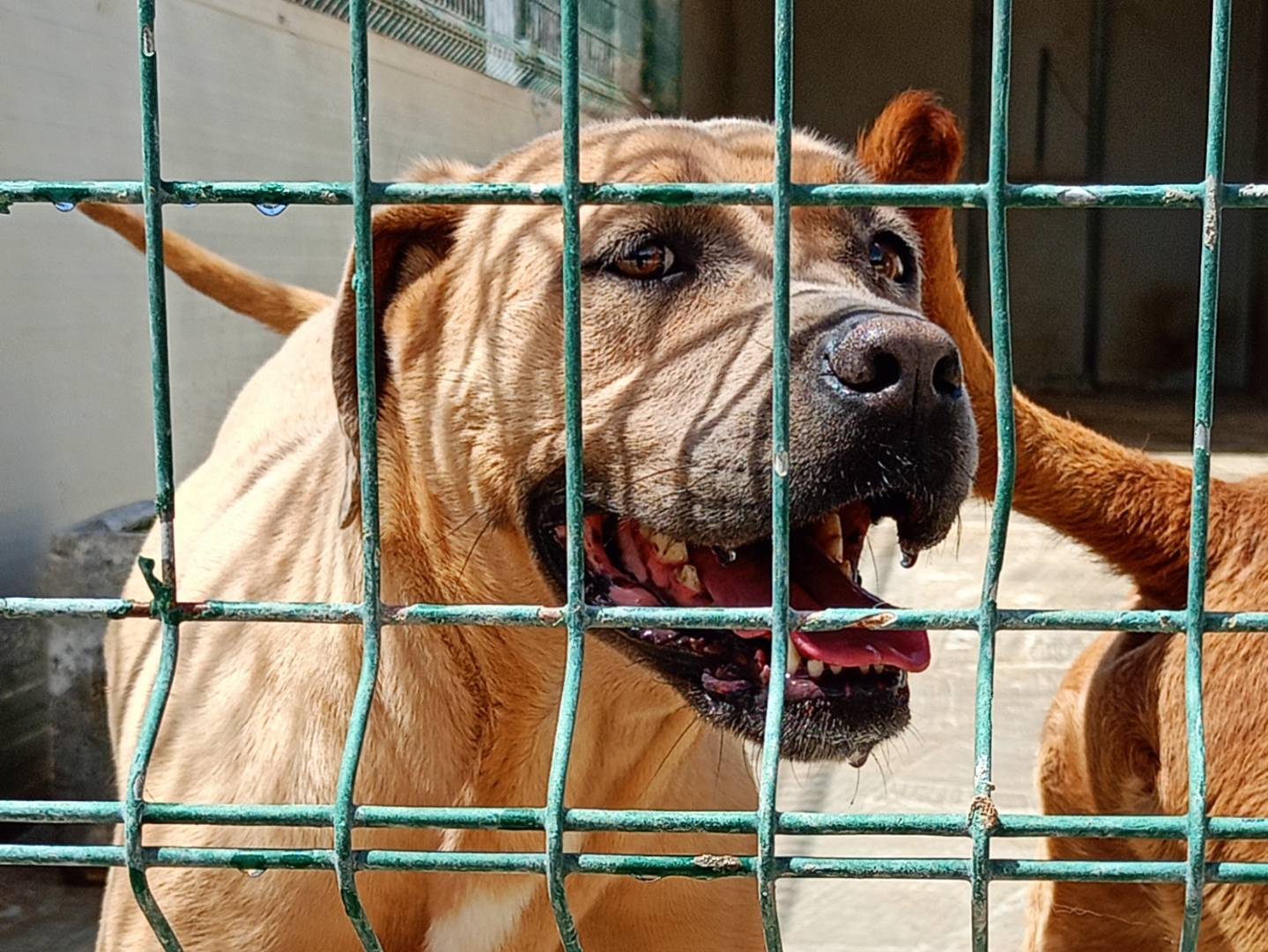 Adotta un cane, femmina, 3 anni e 6 mesi, Ragusa