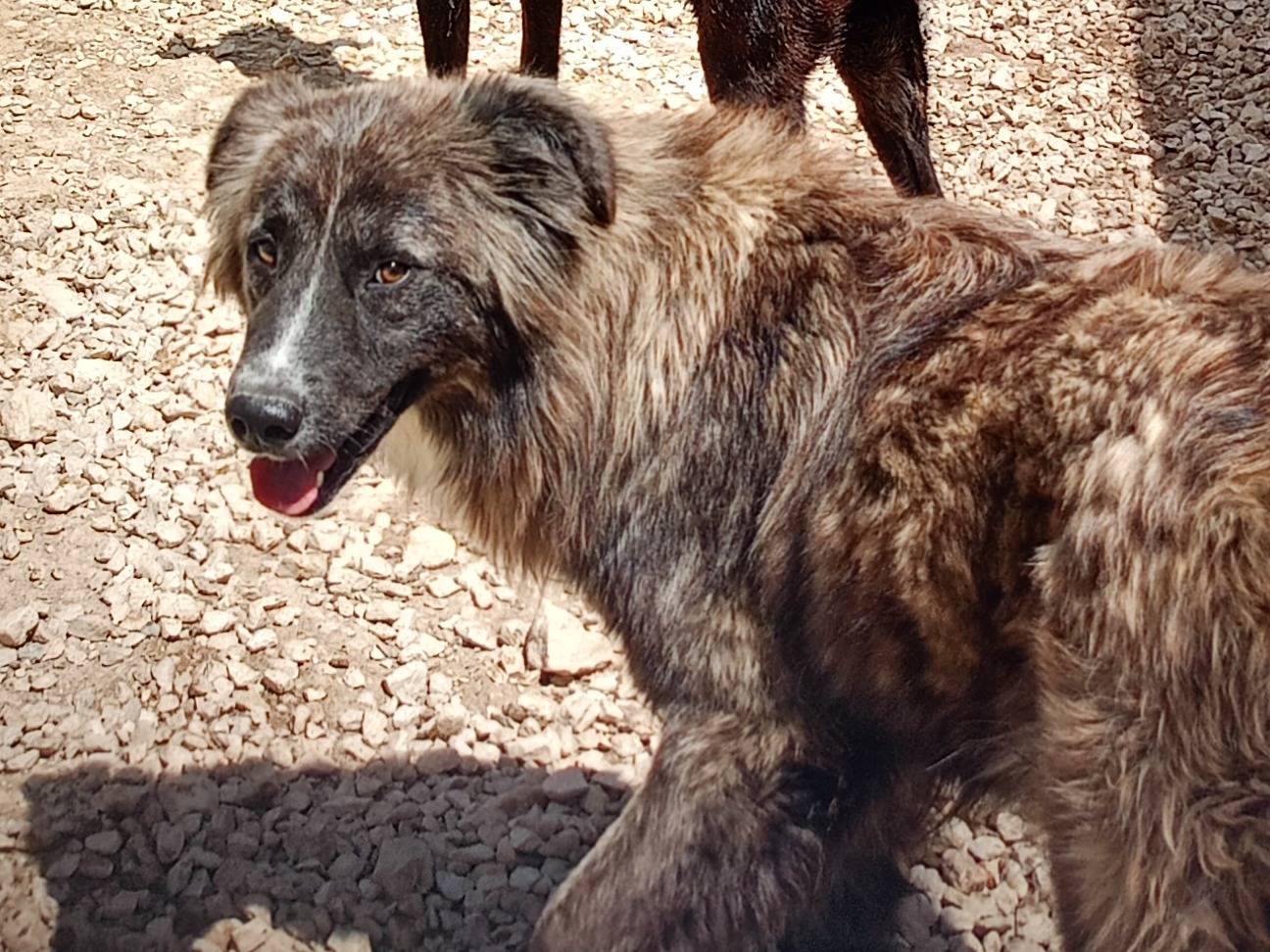 Adozione cane, femmina, Razza sconosciuta Razza sconosciuta, 1 anno e 5 mesi, taglia grande, Ragusa