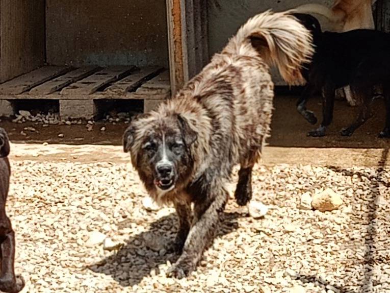 Adotta un cane, femmina, 1 anno e 5 mesi, Ragusa