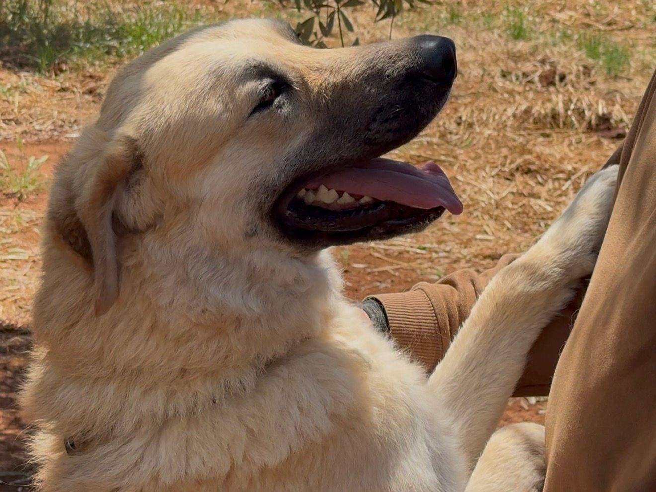 Adotta un cane, taglia gigante, maschio, Lecce