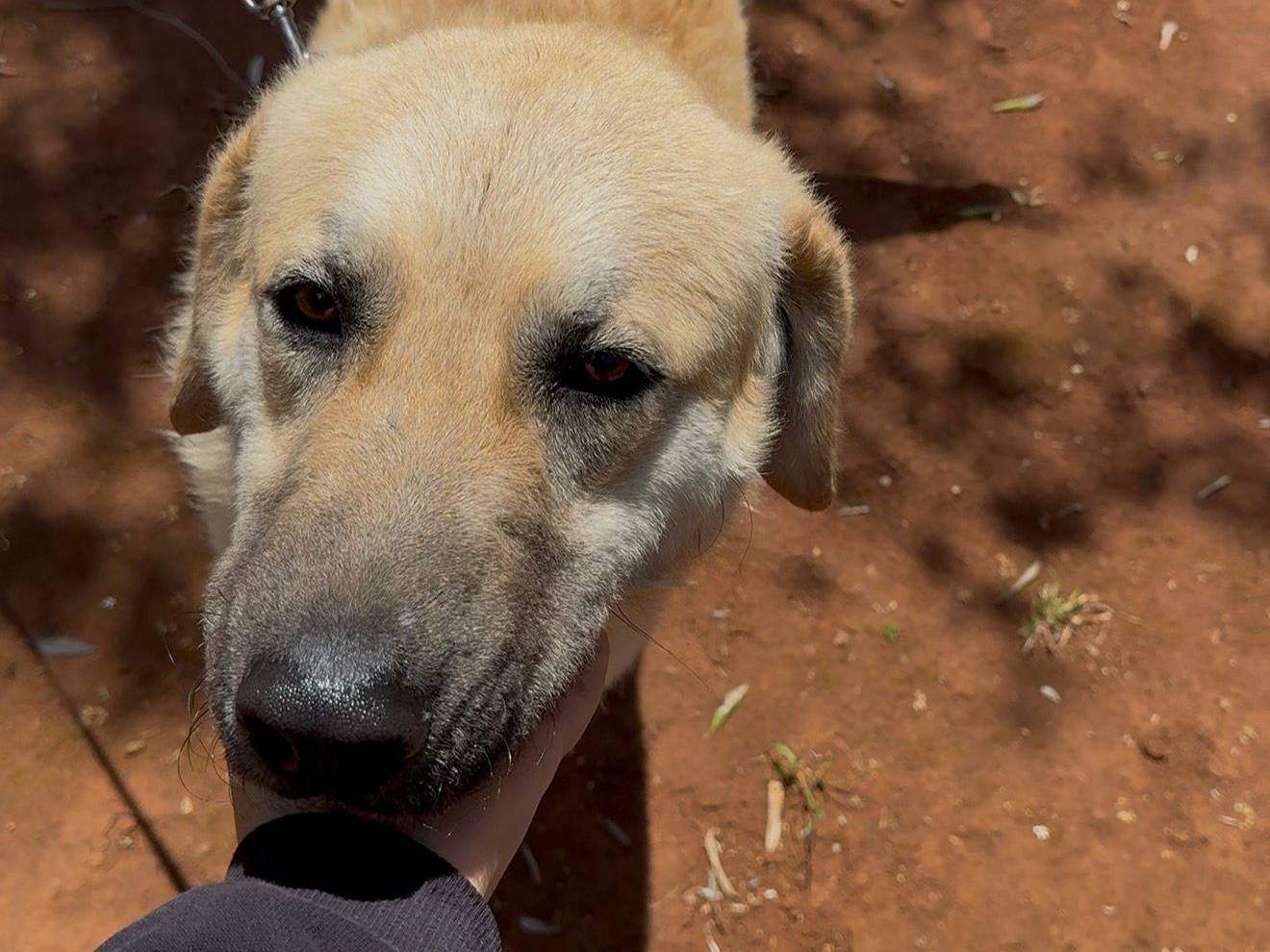 Vuoi adottare un cane a Lecce?