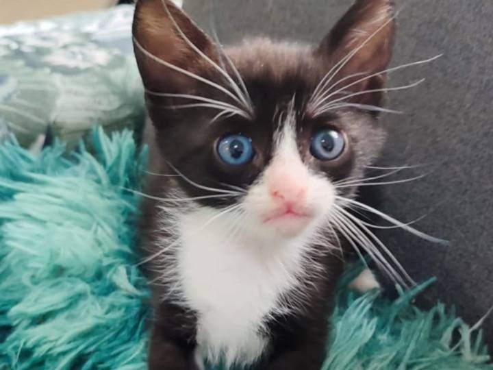 Adozione gatto, femmina, Razza sconosciuta Razza sconosciuta, 1 mesi, taglia non valida, Milano