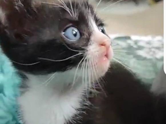 Adotta un gatto, femmina, 1 mesi, Milano