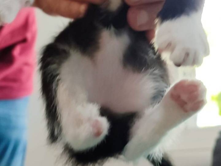 Adotta un gatto, taglia non valida, femmina, Milano
