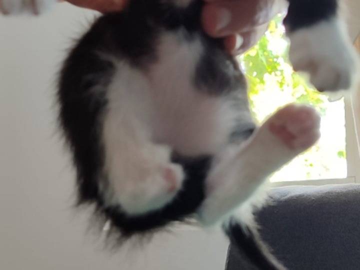 Vuoi adottare un gatto a Milano?