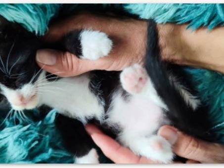 Adotta il gatto Kitty occhi azzurri a Milano