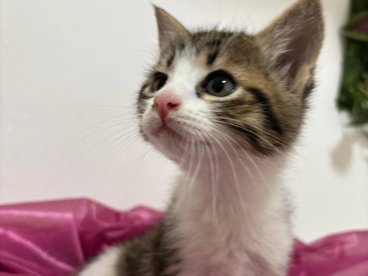 Adozione gatto, femmina, Razza sconosciuta Razza sconosciuta, 2 mesi, taglia non valida, Bari