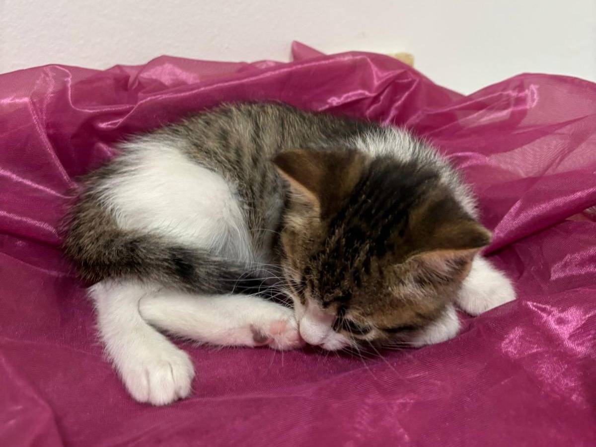 Adotta un gatto, femmina, 2 mesi, Bari