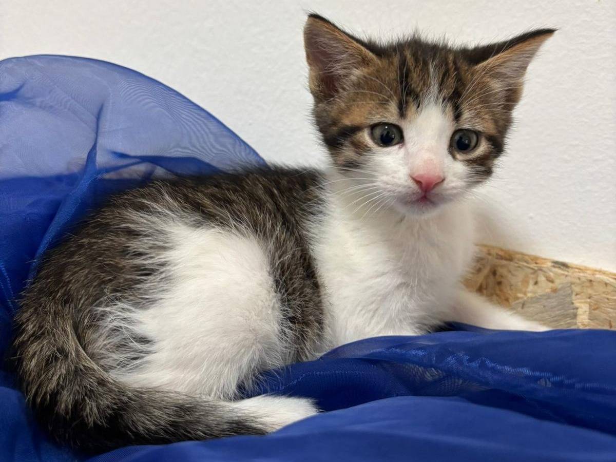 Adozione gatto, maschio, Razza sconosciuta Razza sconosciuta, 2 mesi, taglia non valida, Bari