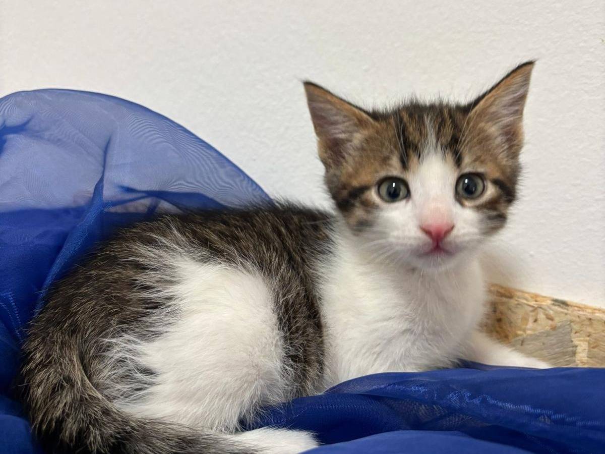 Adotta un gatto, maschio, 2 mesi, Bari