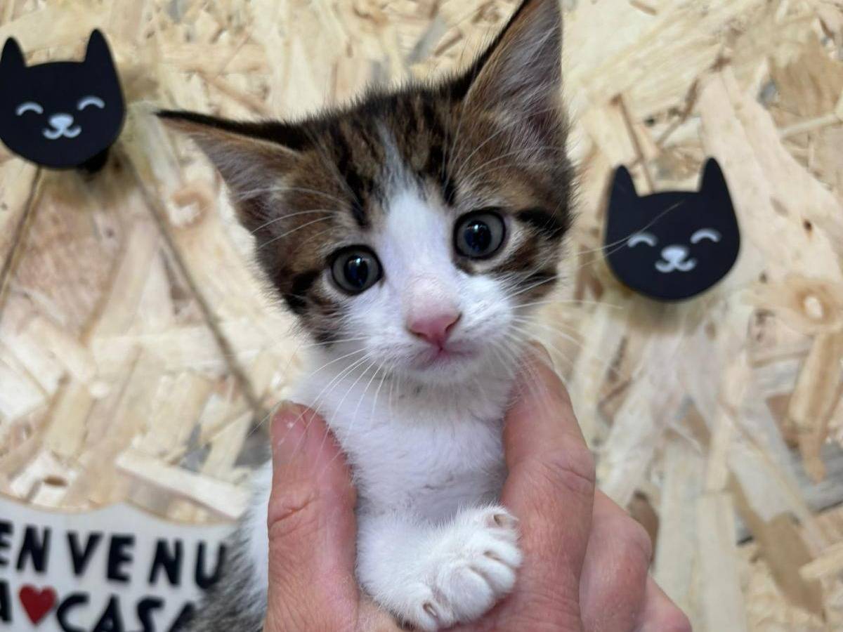 Adotta un gatto, taglia non valida, maschio, Bari