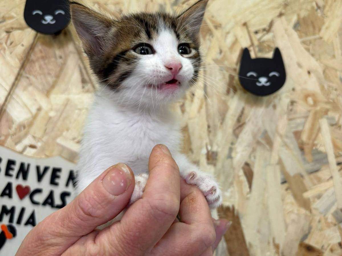 Vuoi adottare un gatto a Bari?