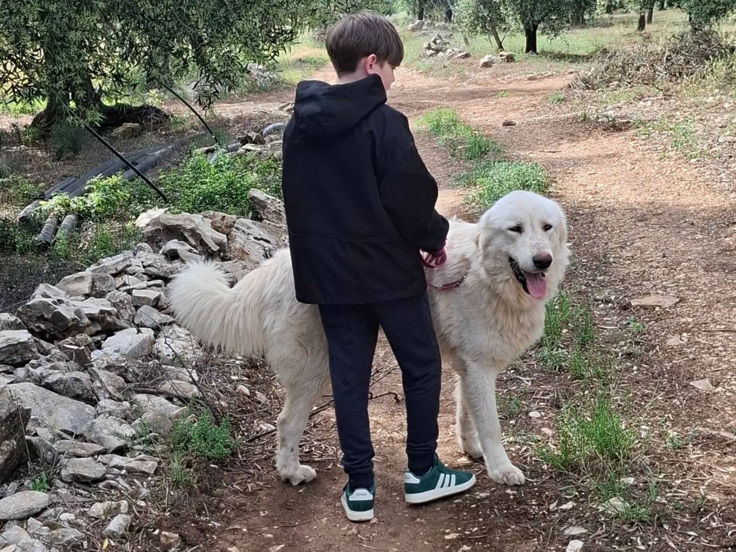 Adotta un cane, taglia gigante, maschio, Bari
