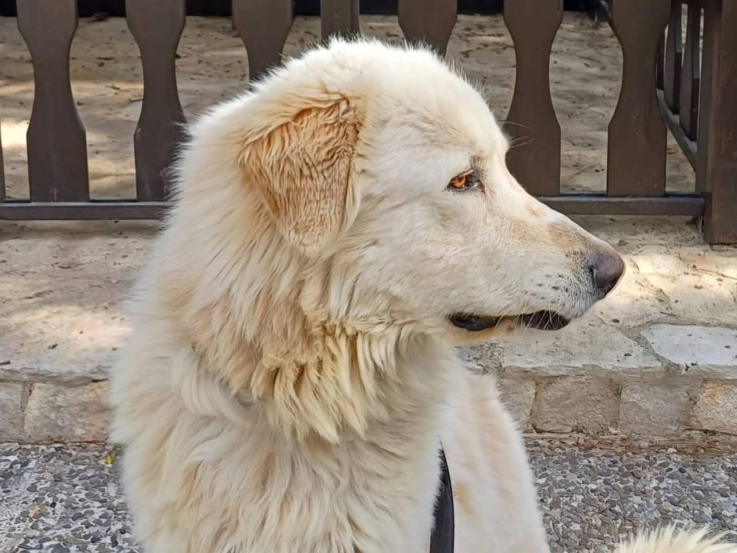 Adozione cane, maschio, Pastore maremmano Razza sconosciuta, 2 anni e 3 mesi, taglia gigante, Bari