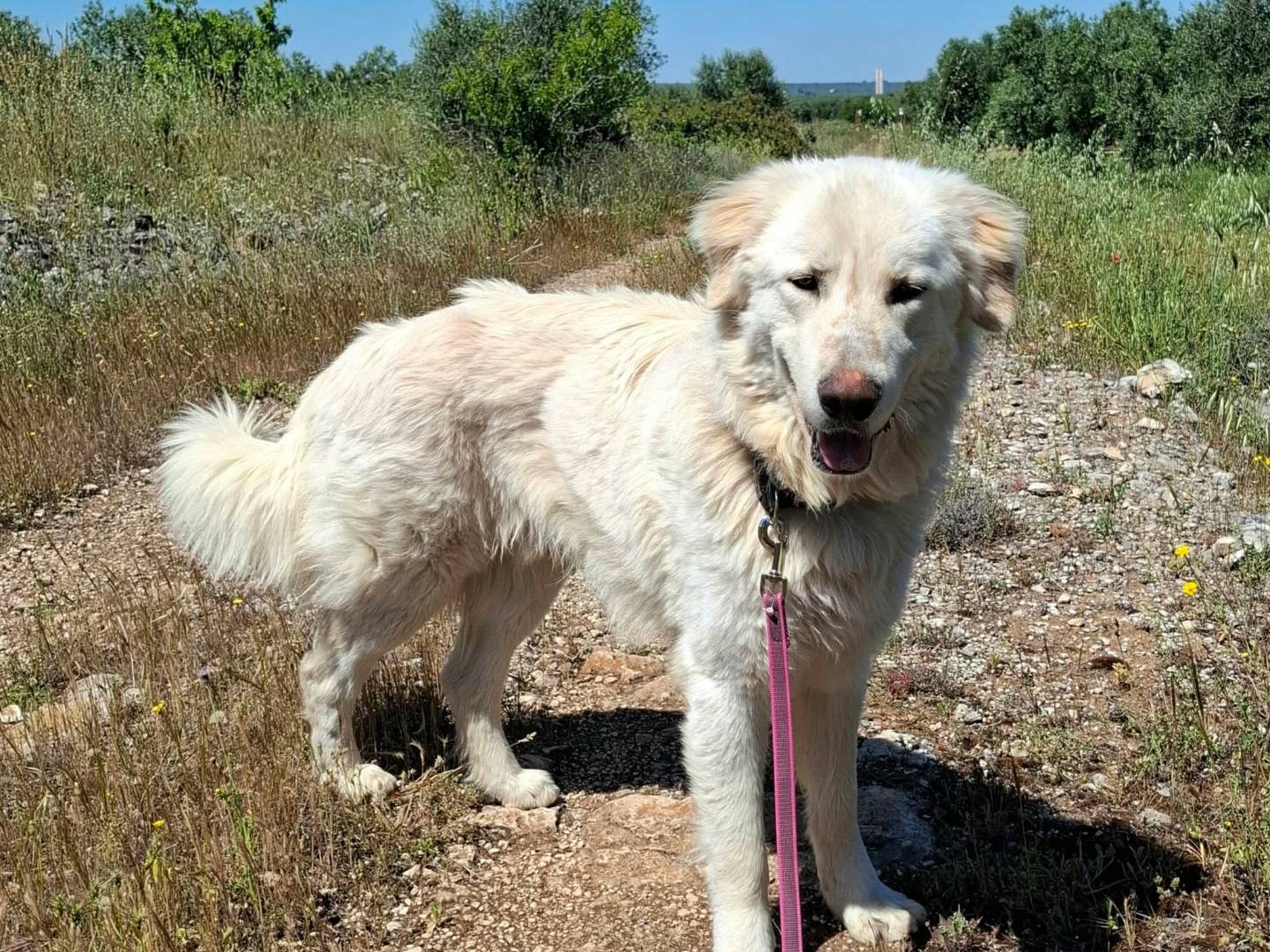 Adotta il cane Leo a Bari
