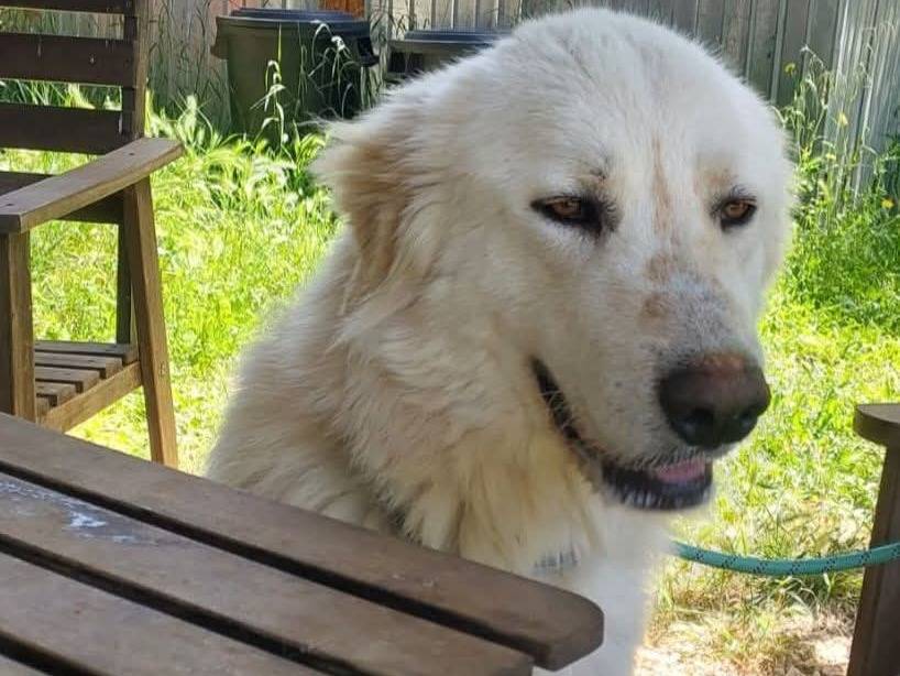Adotta un cane, maschio, 2 anni e 3 mesi, Bari