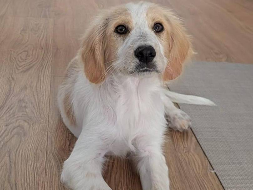 Adozione cane, maschio, Breton Razza sconosciuta, 4 mesi, taglia media contenuta, Bari