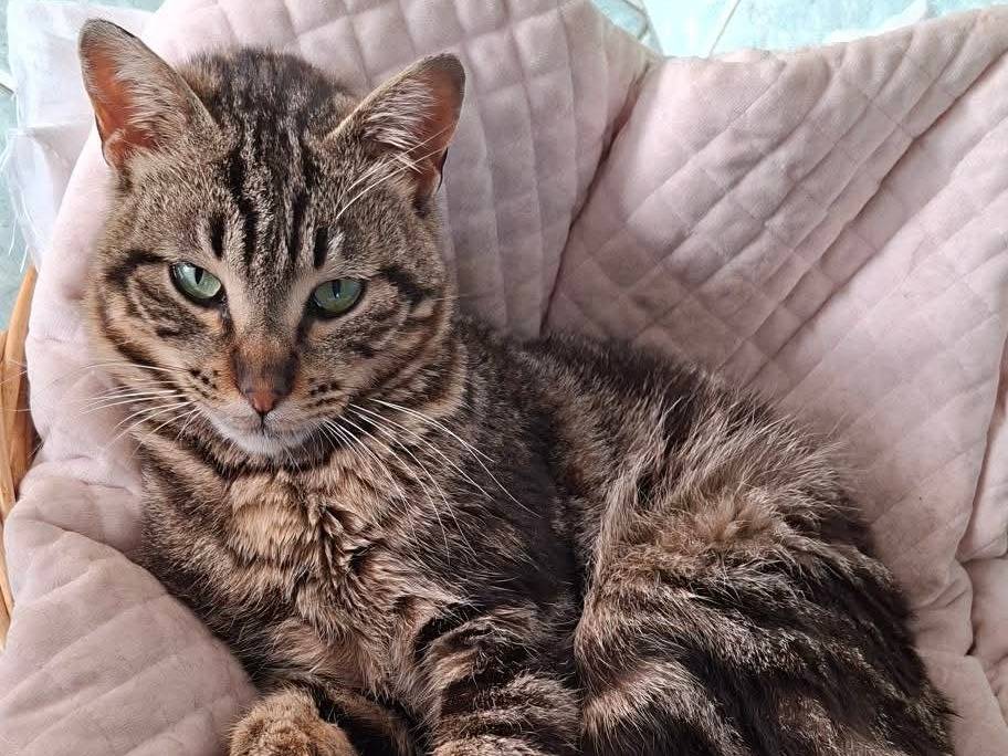 Adotta un gatto, maschio, 2 anni e 1 mese, Taranto