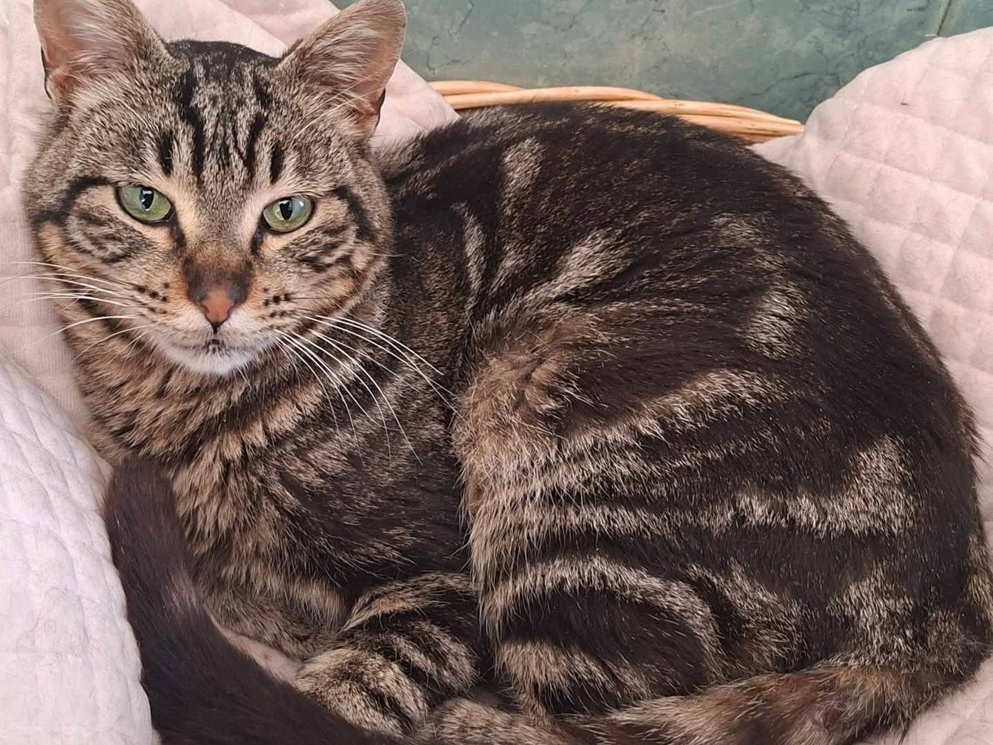 Adotta un gatto, taglia non valida, maschio, Taranto