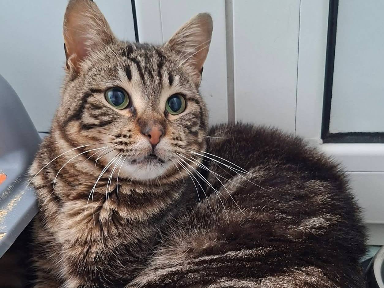 Vuoi adottare un gatto a Taranto?