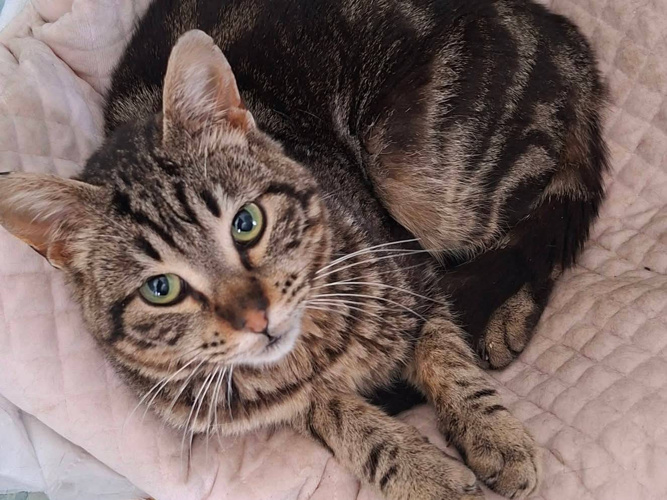 Adozione gatto, maschio, Razza sconosciuta Razza sconosciuta, 2 anni e 1 mese, taglia non valida, Taranto