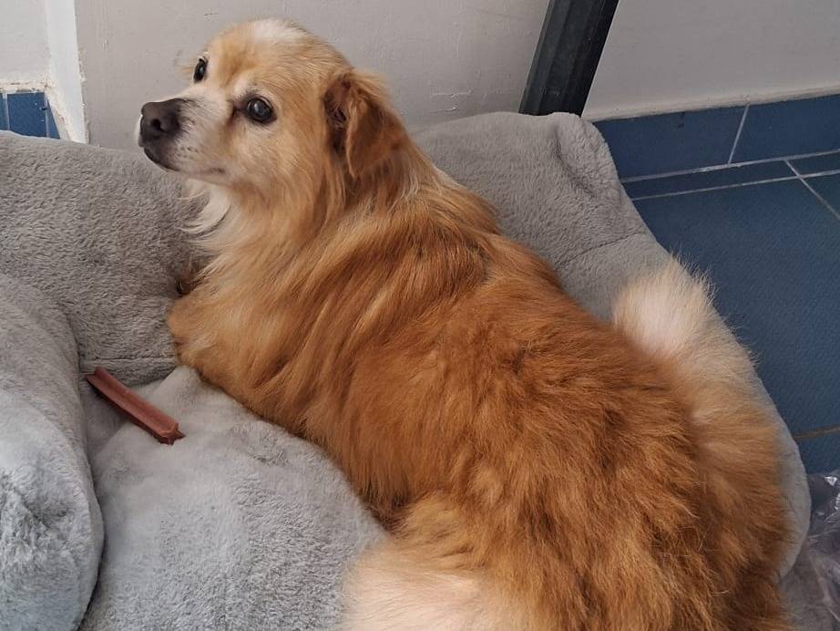Adotta un cane, maschio, 3 anni e 2 mesi, Bari