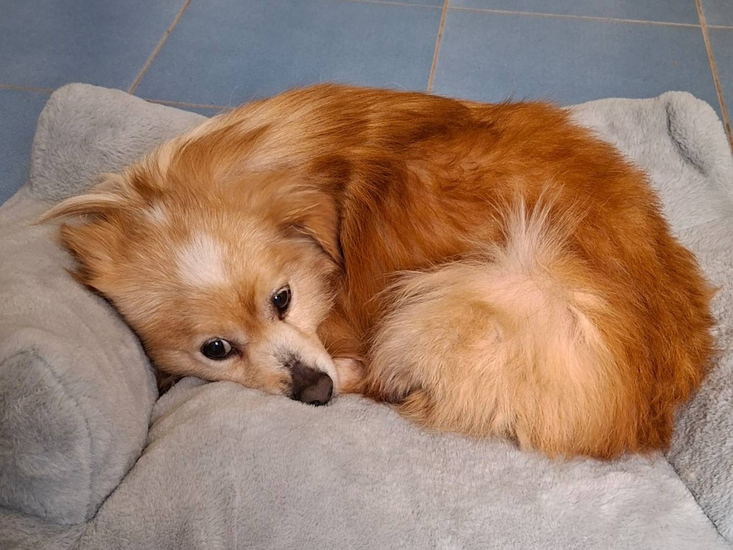 Adotta un cane, taglia piccola, maschio, Bari