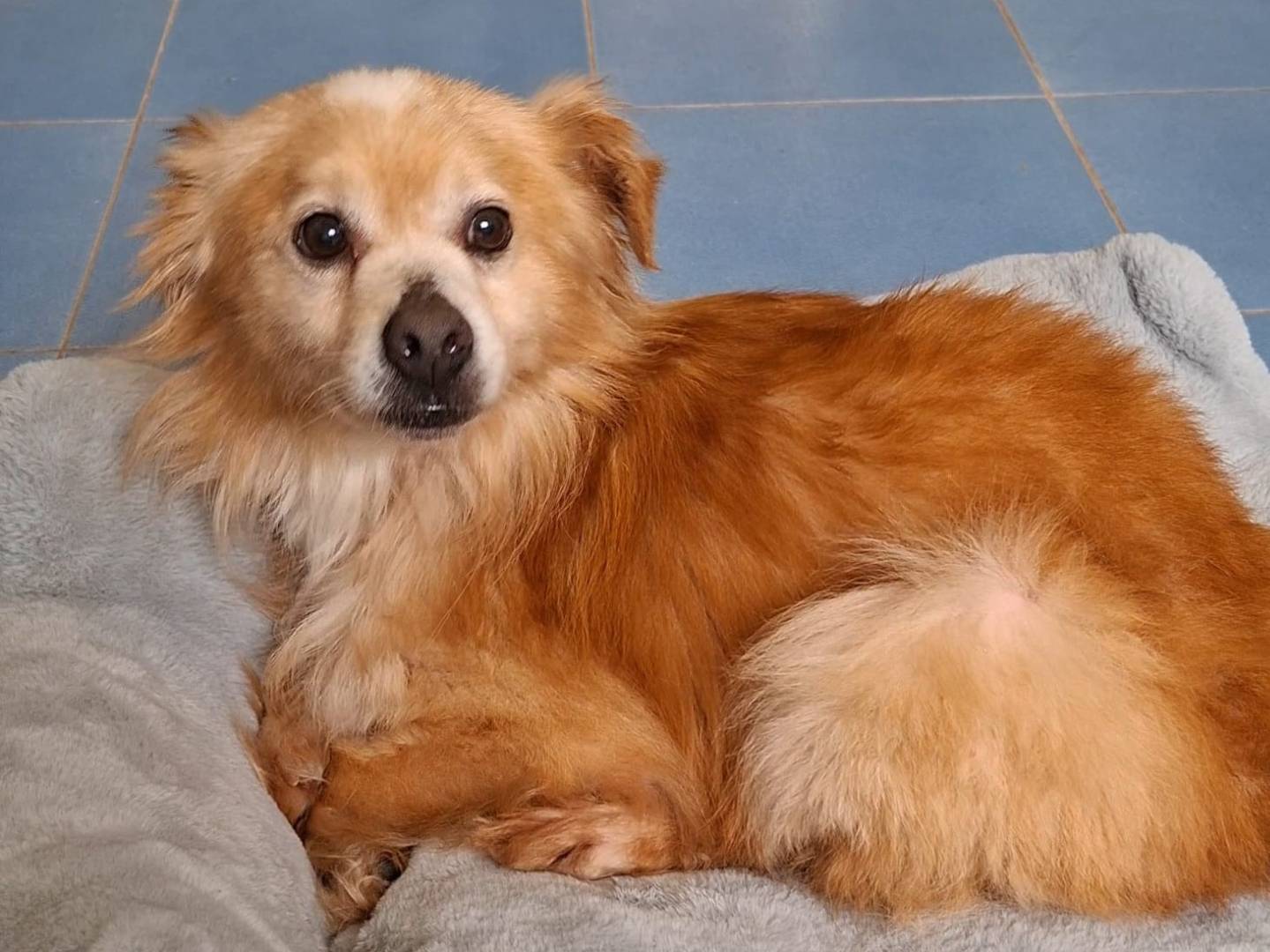 Adozione cane, maschio, Razza sconosciuta Razza sconosciuta, 3 anni e 2 mesi, taglia piccola, Bari