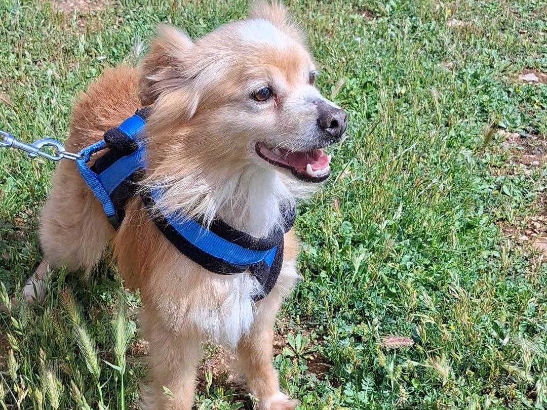 Vuoi adottare un cane a Bari?
