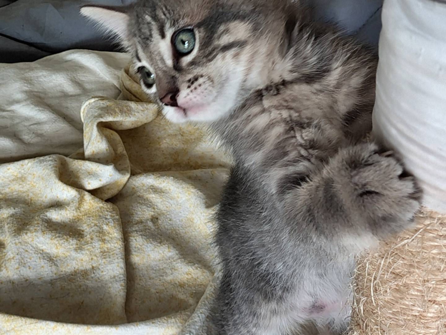 Adozione gatto, maschio, Razza sconosciuta Razza sconosciuta, 1 mesi, taglia non valida, Crotone