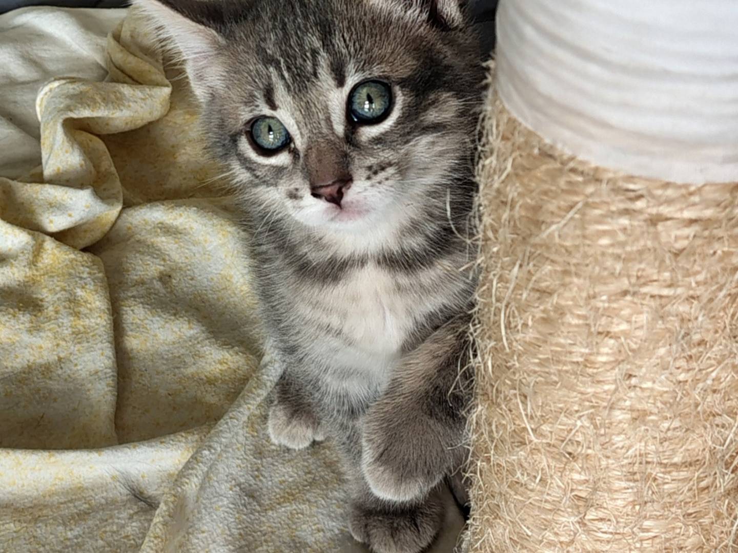 Adotta un gatto, maschio, 1 mesi, Crotone