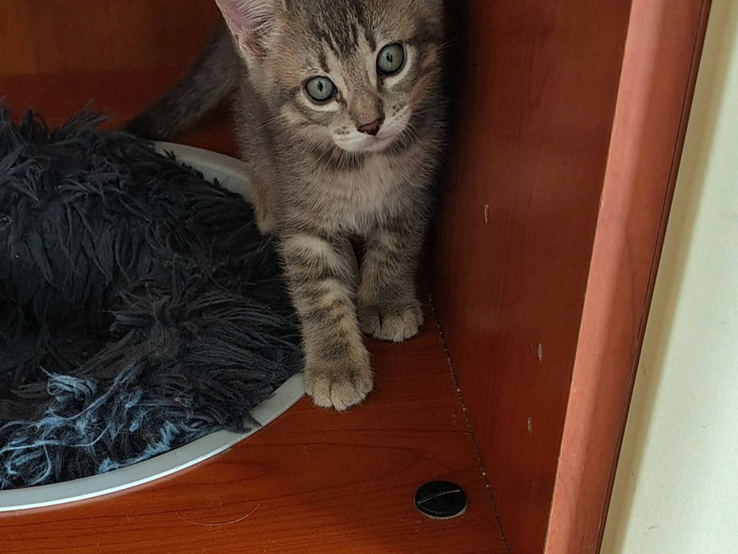 Adotta un gatto, taglia non valida, maschio, Crotone