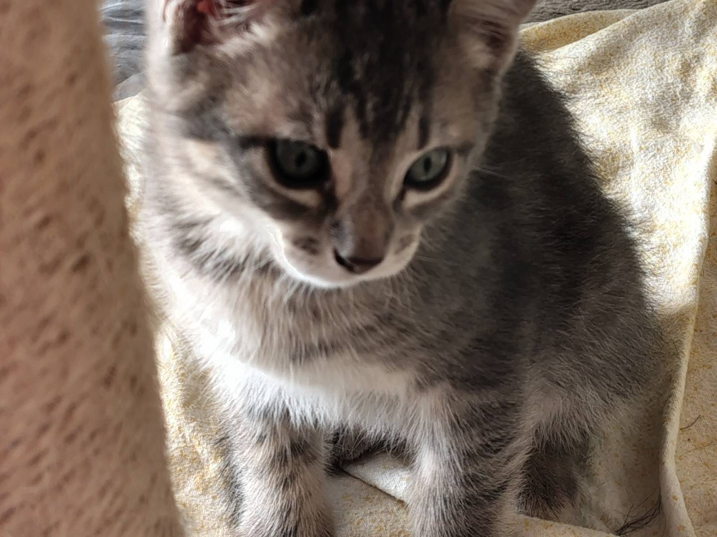 Adotta il gatto Grey a Crotone