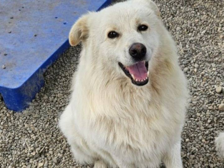 Adozione cane, maschio, Razza sconosciuta Razza sconosciuta, 4 anni e 11 mesi, taglia media, Novara