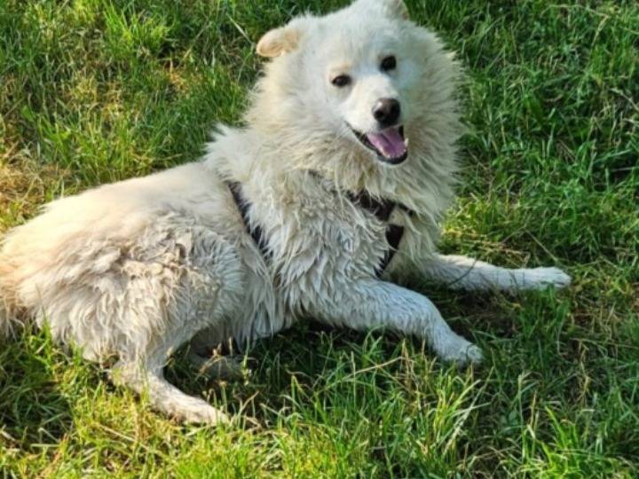 Adotta un cane, maschio, 4 anni e 11 mesi, Novara