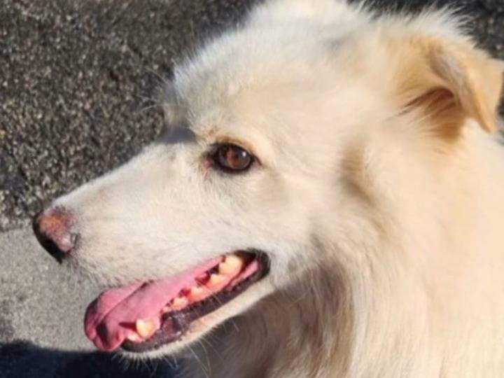 Vuoi adottare un cane a Novara?