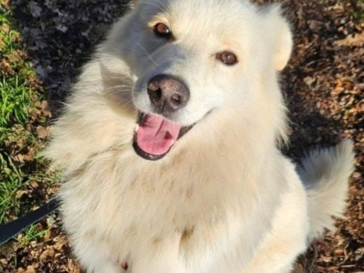 Adotta il cane  Bubu bello ed invisibile  a Novara