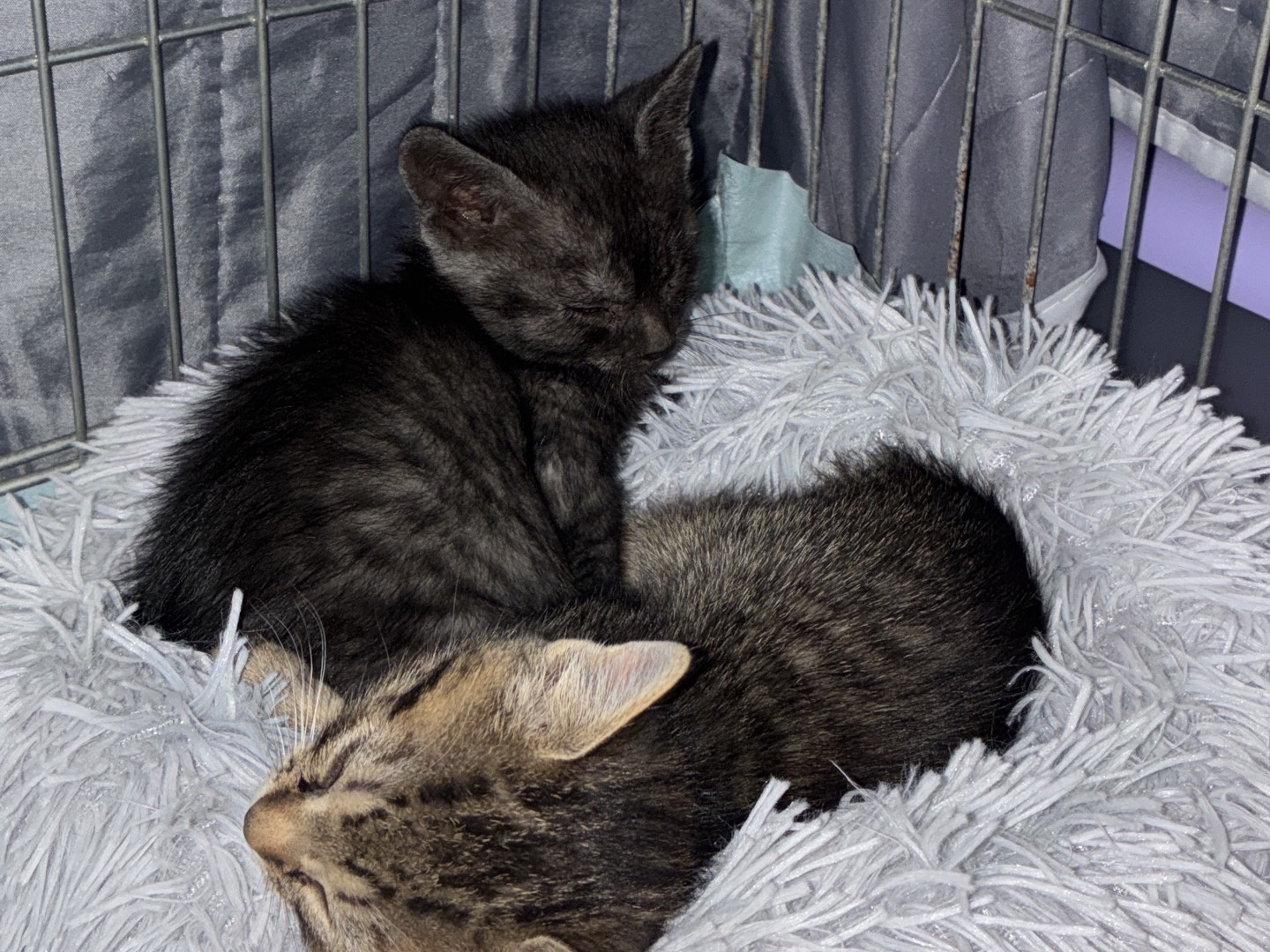 Adozione gatto, femmina, Razza sconosciuta Razza sconosciuta, 2 mesi, taglia non valida, Torino