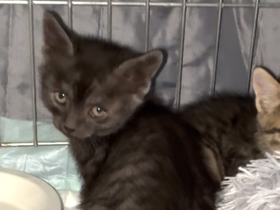 Adotta un gatto, taglia non valida, femmina, Torino