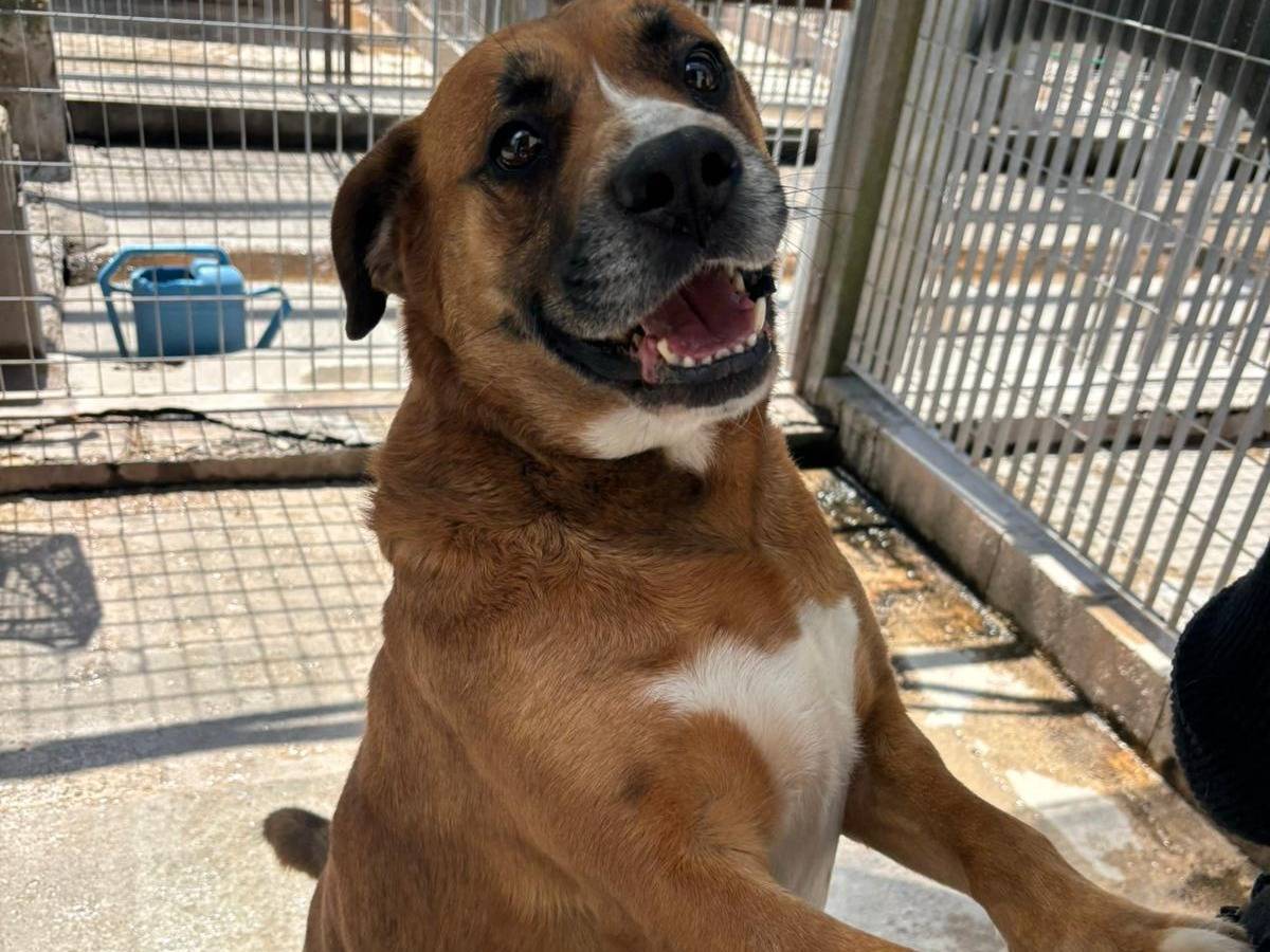 Adozione cane, maschio, Boxer Razza sconosciuta, 6 anni e 9 mesi, taglia media, Benevento
