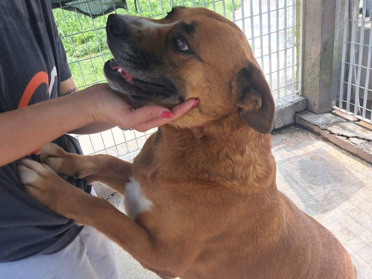 Adotta un cane, maschio, 6 anni e 9 mesi, Benevento