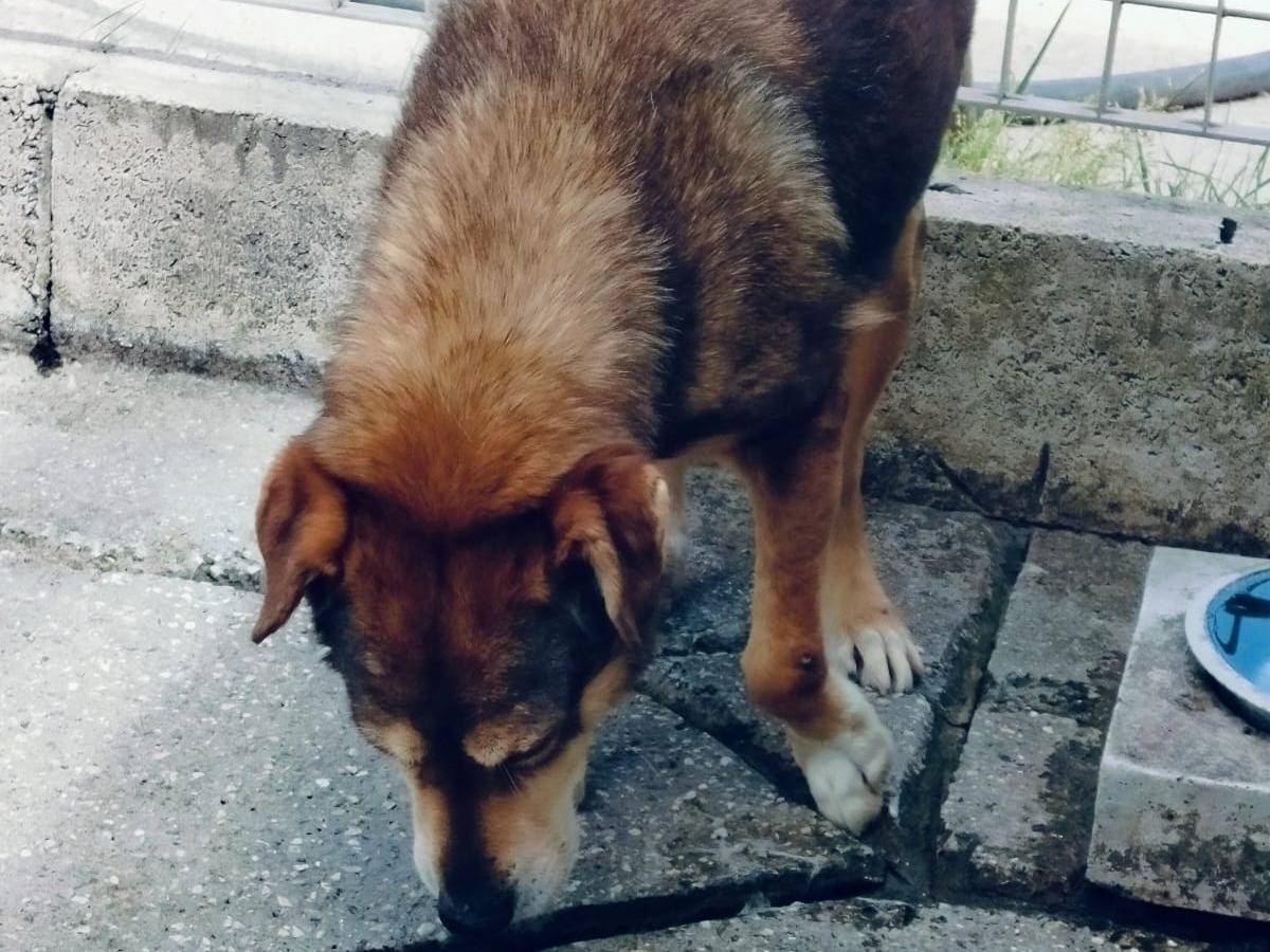 Foto 2 dell'animale