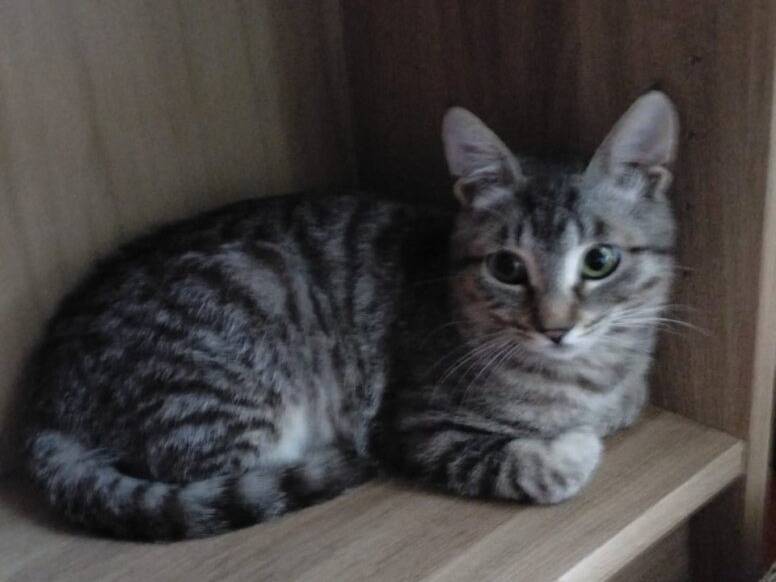 Adotta un gatto, maschio, 4 mesi, Roma